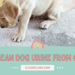 How clean dog urine from carpet