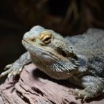 best insects for bearded dragon