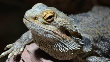 best insects for bearded dragon