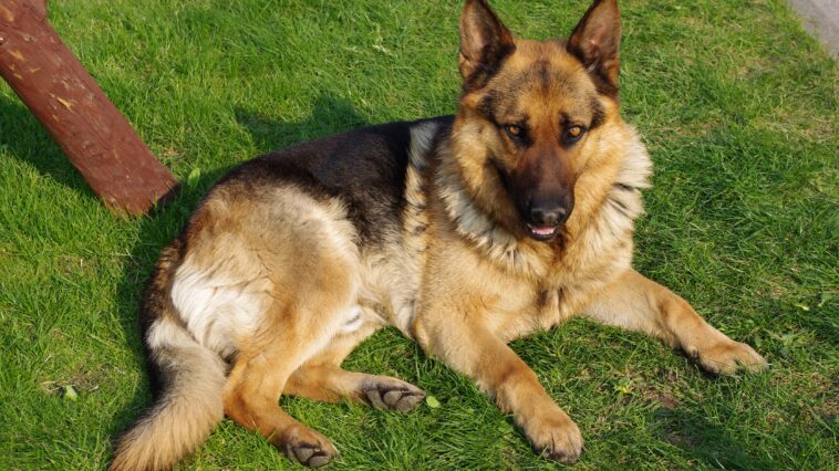 what do german shepherds die from