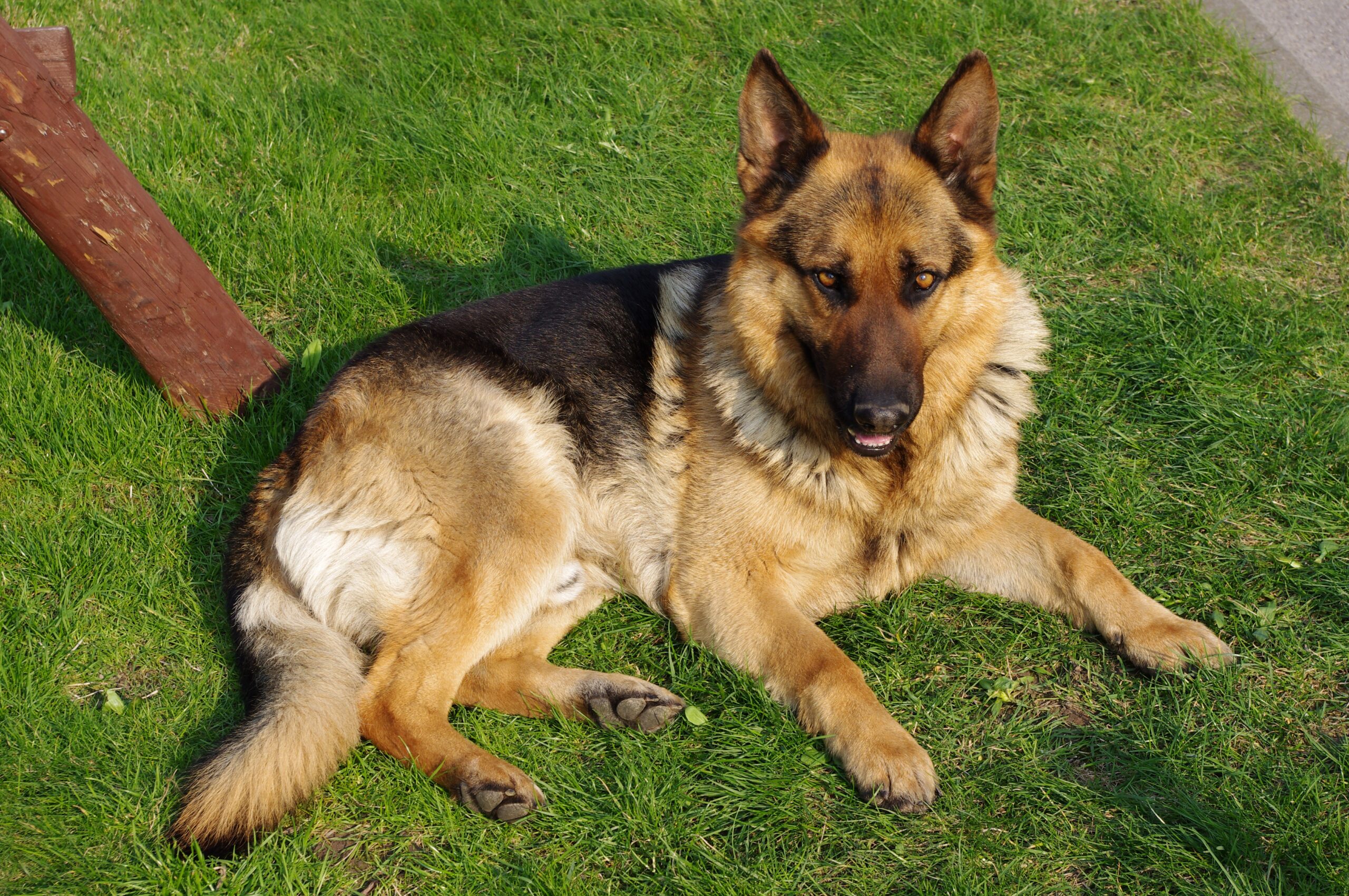 what do german shepherds die from