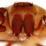 brown recluse spider bite child