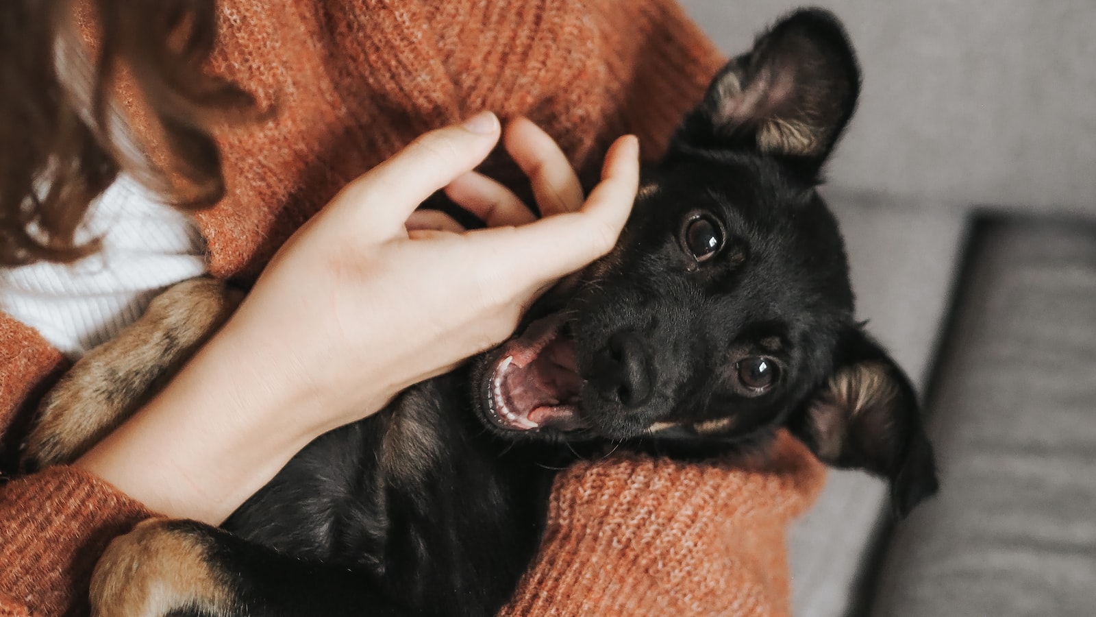 pictures of dogs with poison ivy