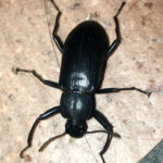 black beetle with long antennae