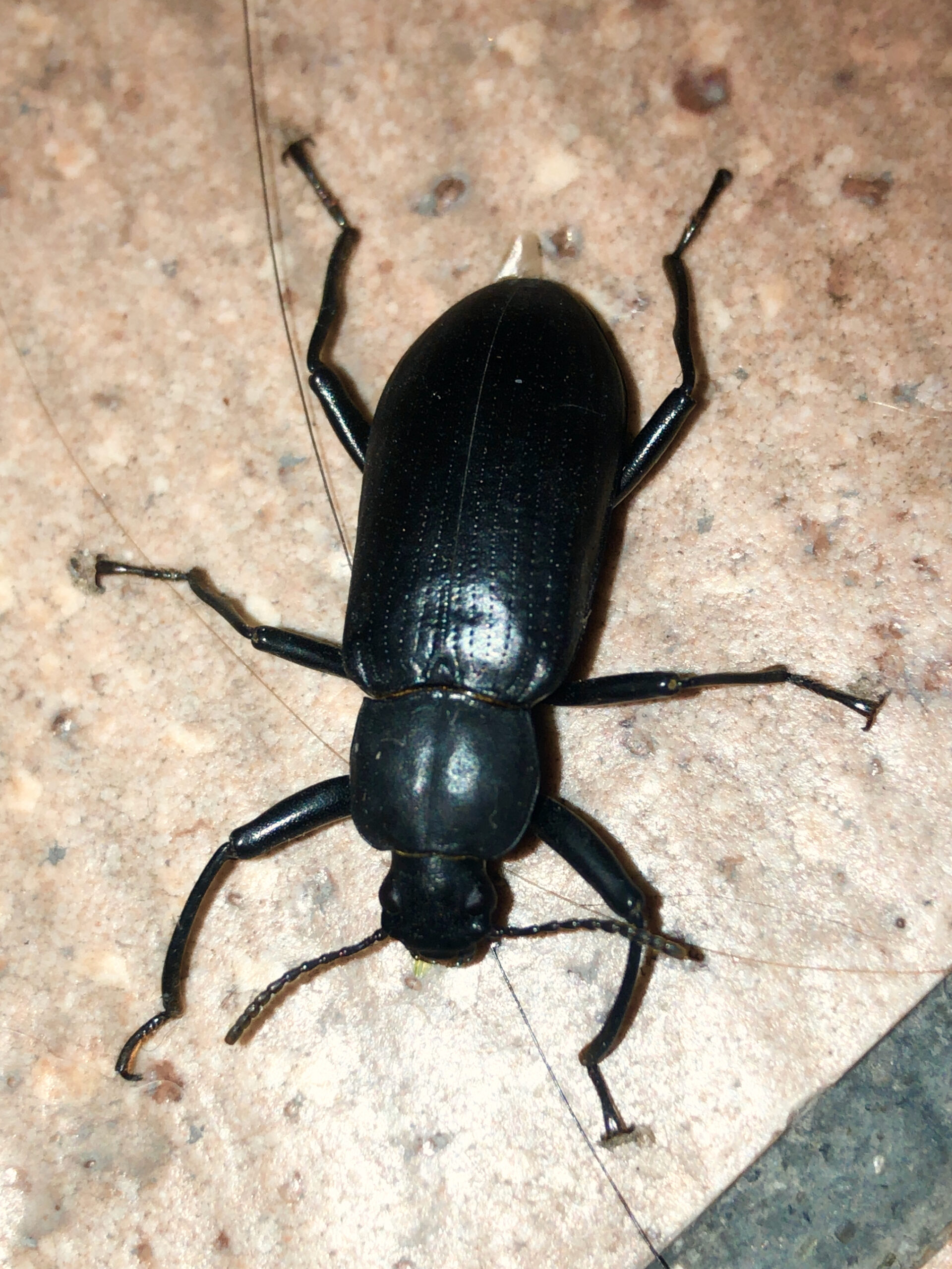 black beetle with long antennae