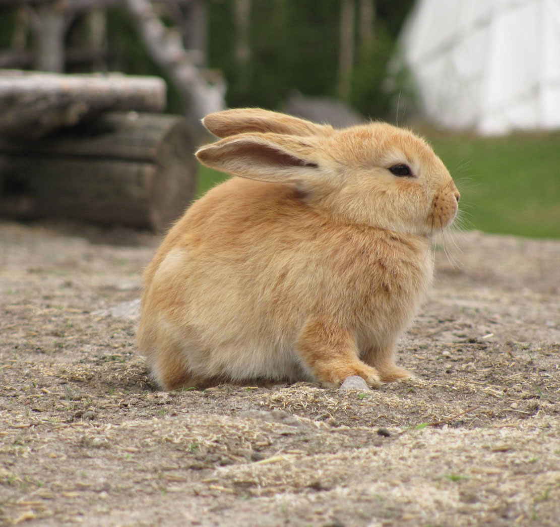 how to make bunny feet