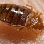 are bed bugs dormant in winter