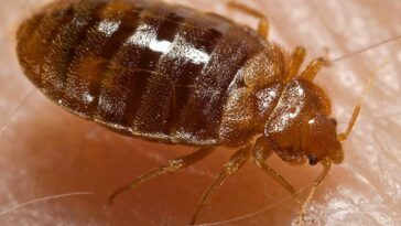 are bed bugs dormant in winter