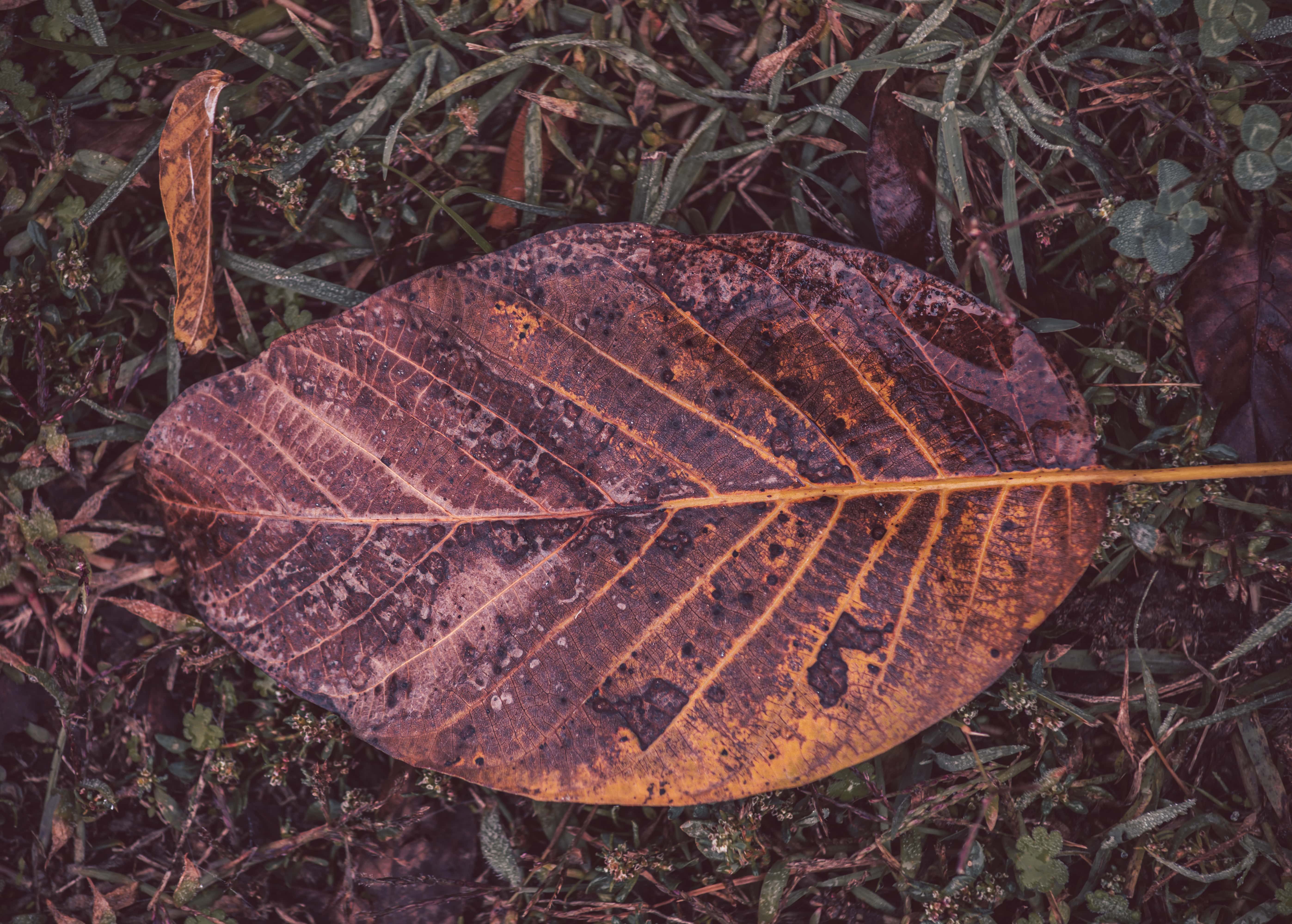 Browning ‌leaves
