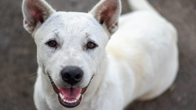 how to paint a white dog