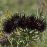 black caterpillar with white stripe