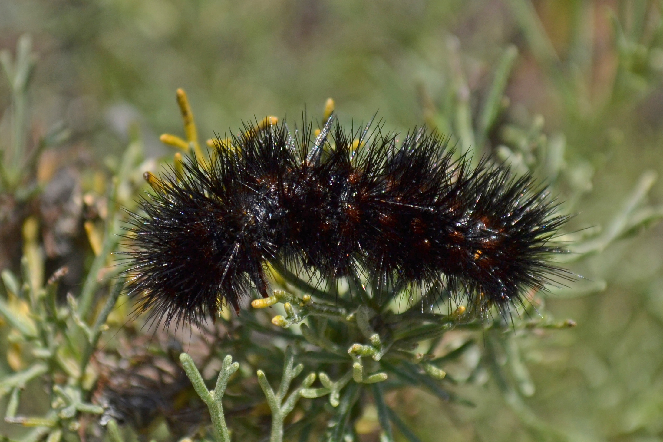 black caterpillar with white stripe