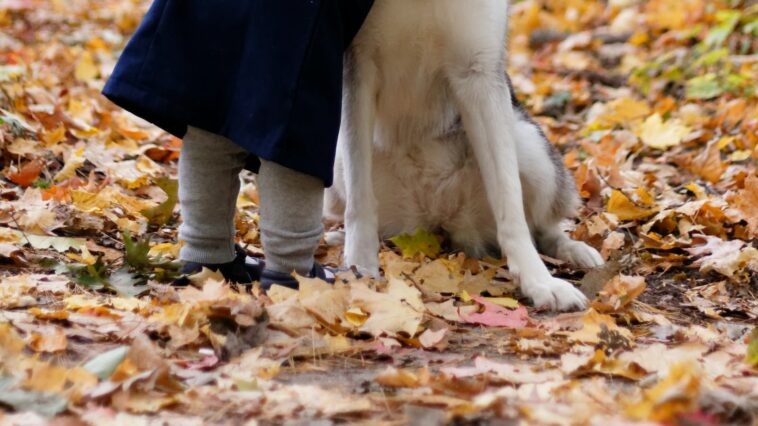 dogs pee on grass yellow