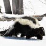 i ran over a skunk with my car