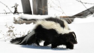 i ran over a skunk with my car