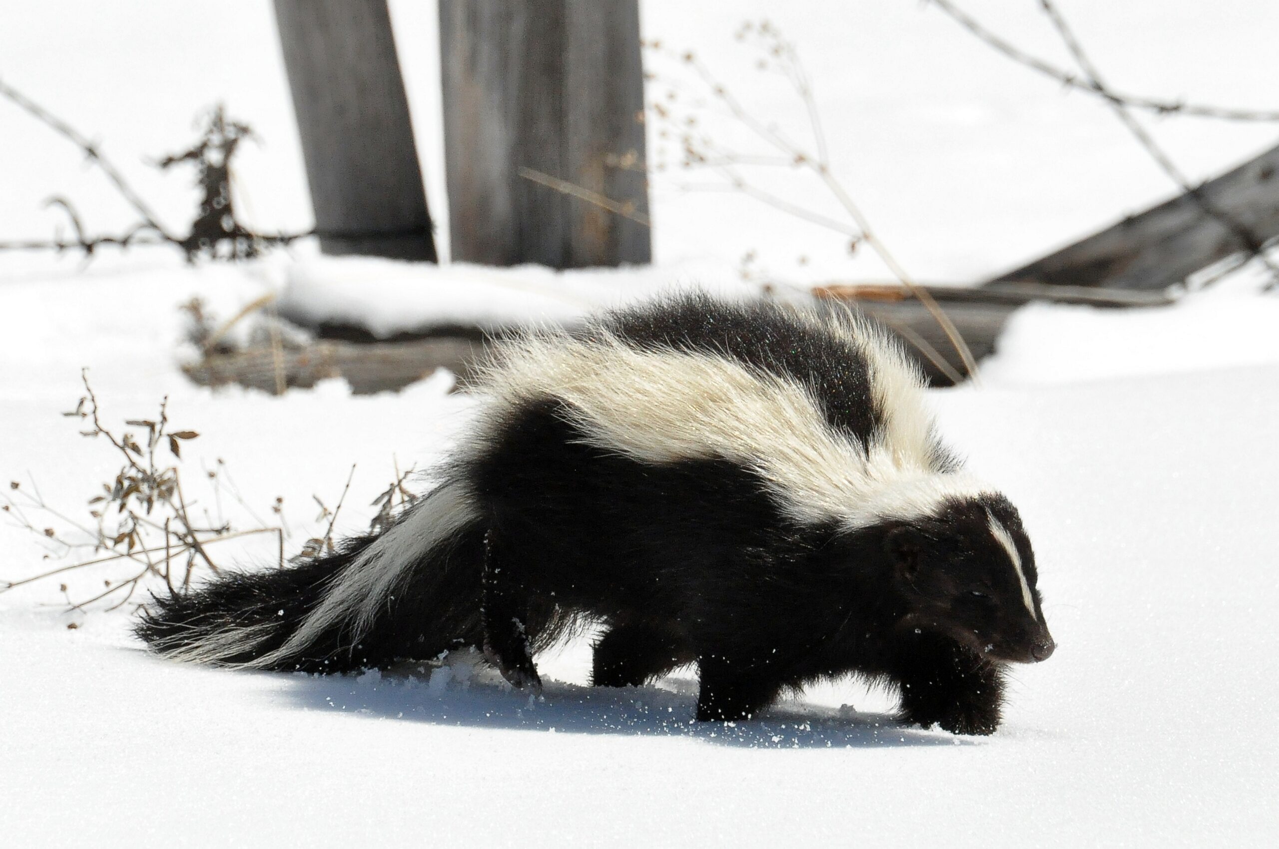 i ran over a skunk with my car