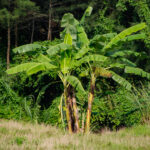 banana tree in the tropical rainforest