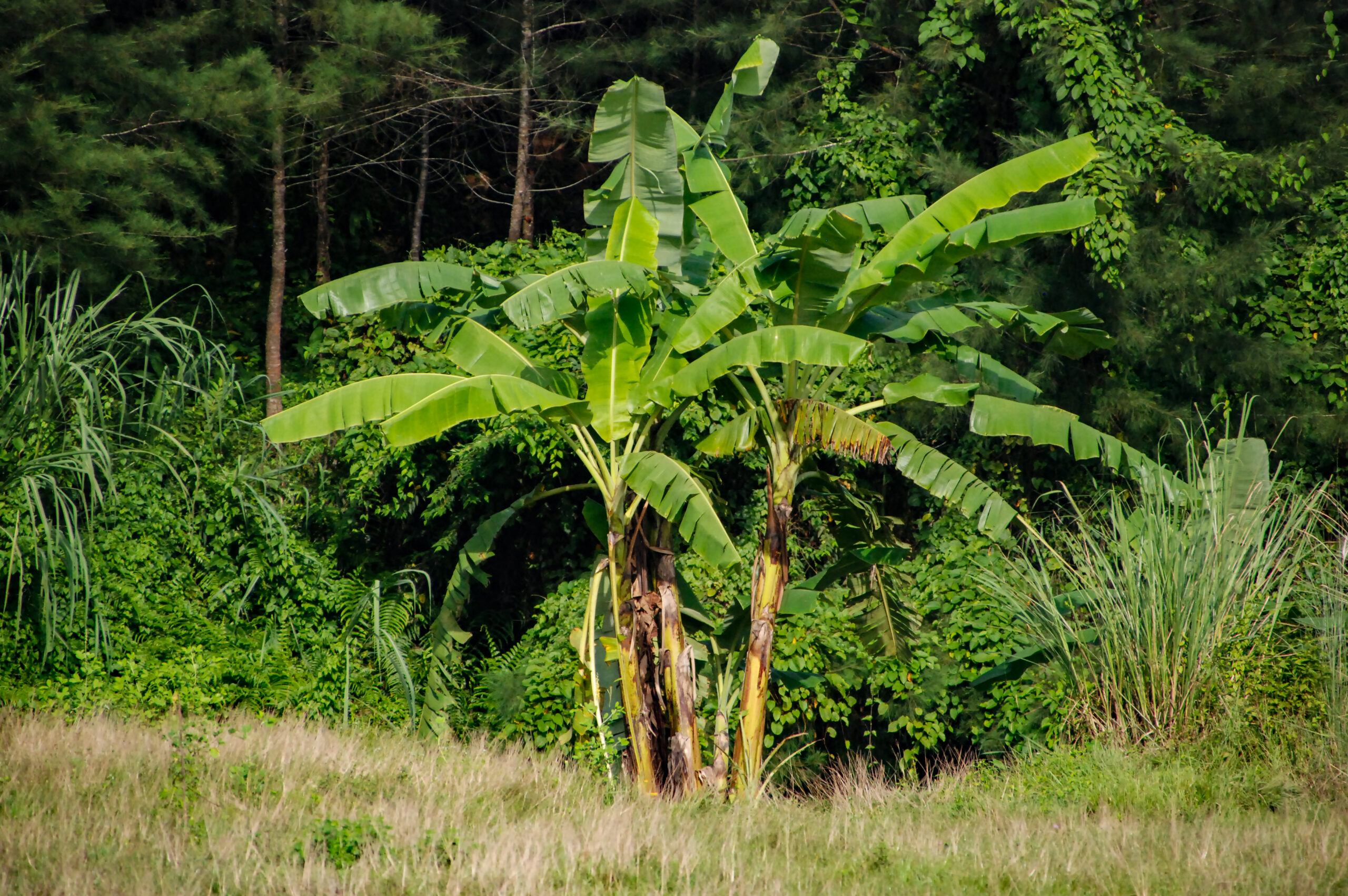 banana tree in the tropical rainforest