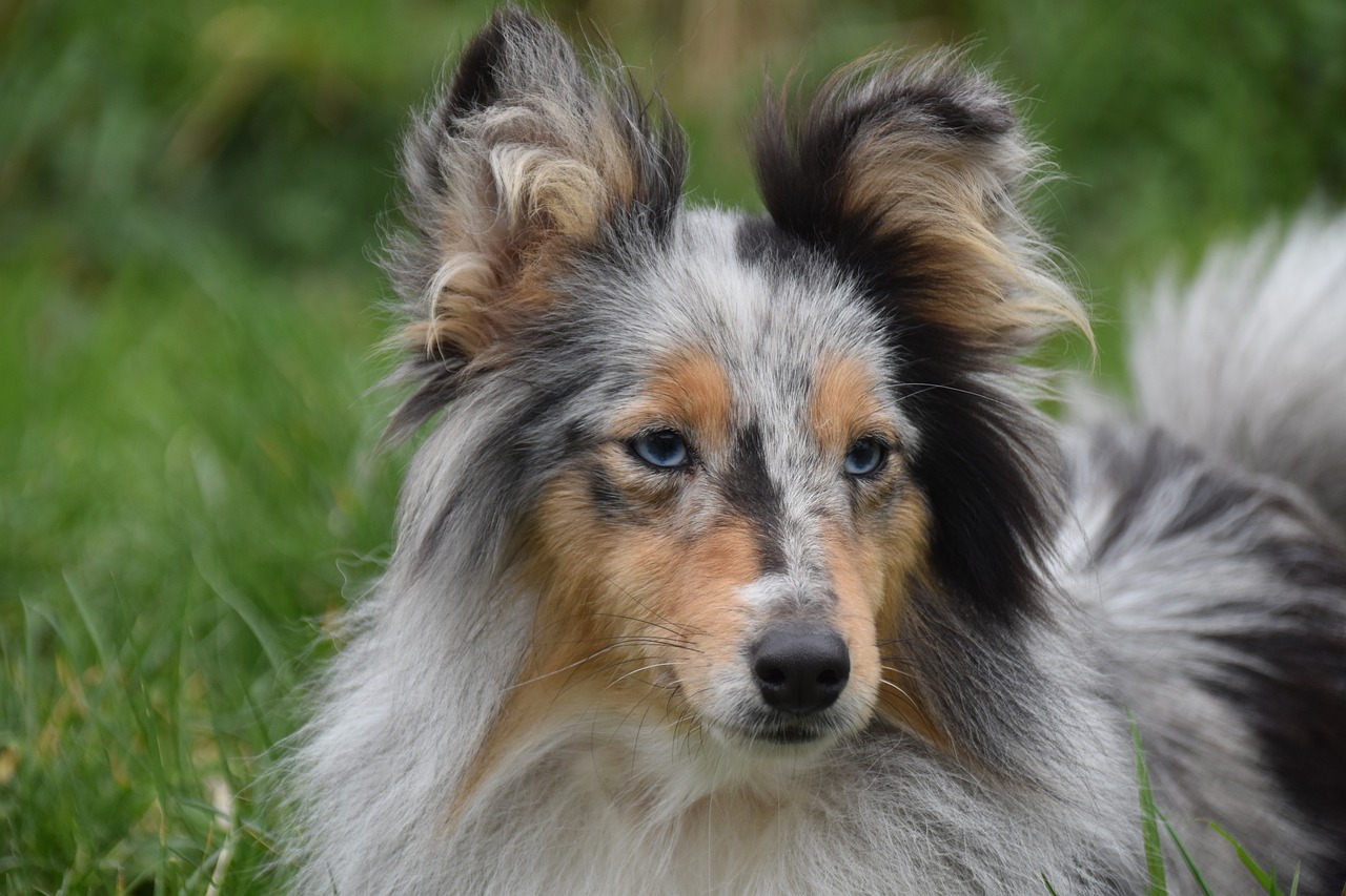 bumps on female dog genital area