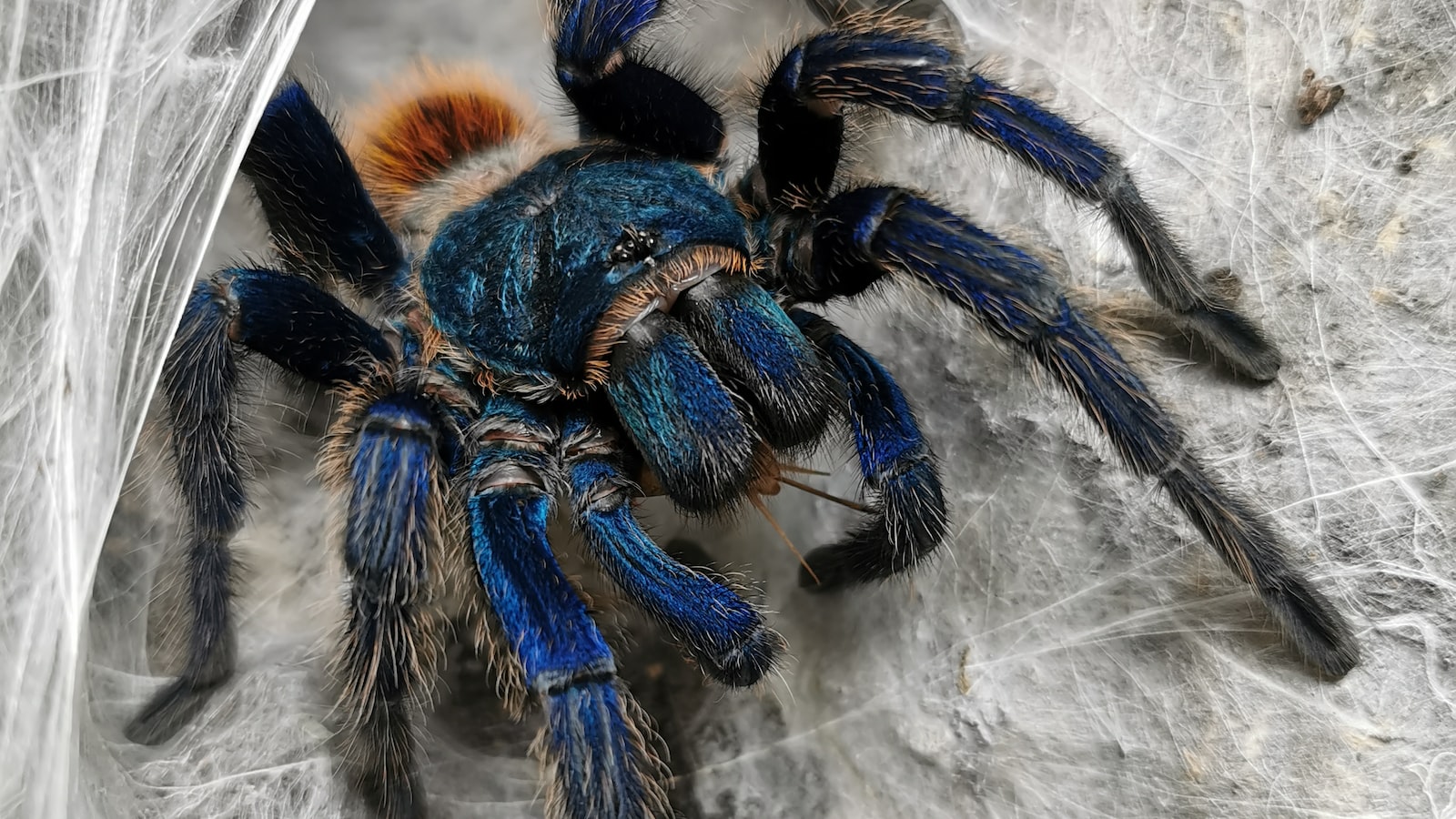 spider with yellow triangle on abdomen