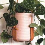 does pothos grow faster in water or soil