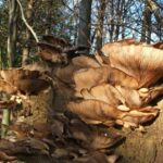 growing oyster mushrooms for profit