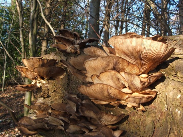 growing oyster mushrooms for profit