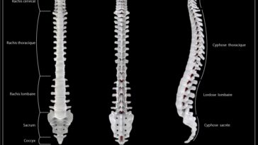 best spine orthopedic back stretcher