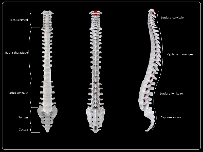 best spine orthopedic back stretcher