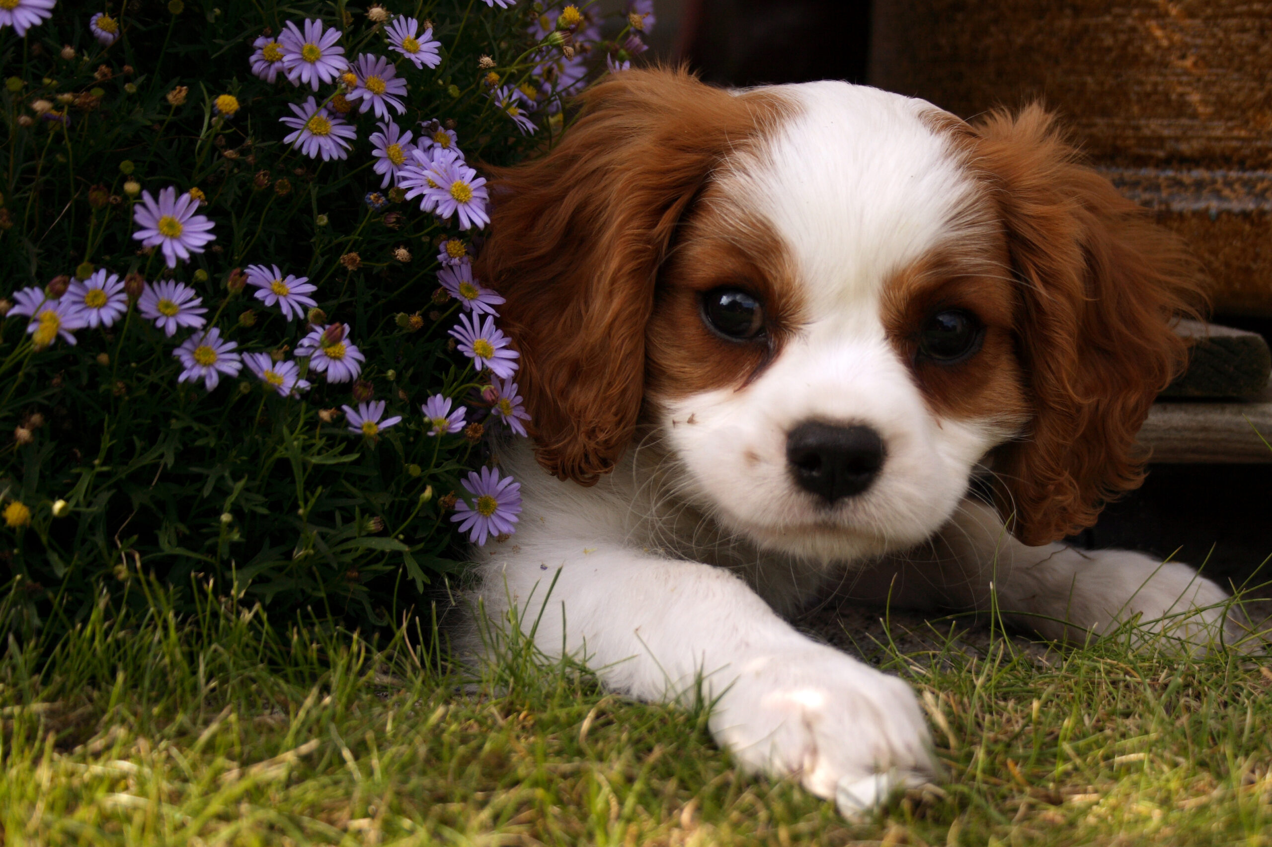 why dogs roll on their backs