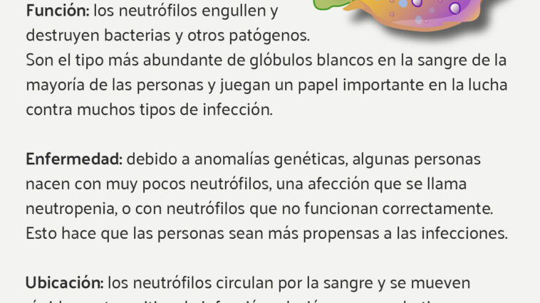 globulos blancos altos en mujeres