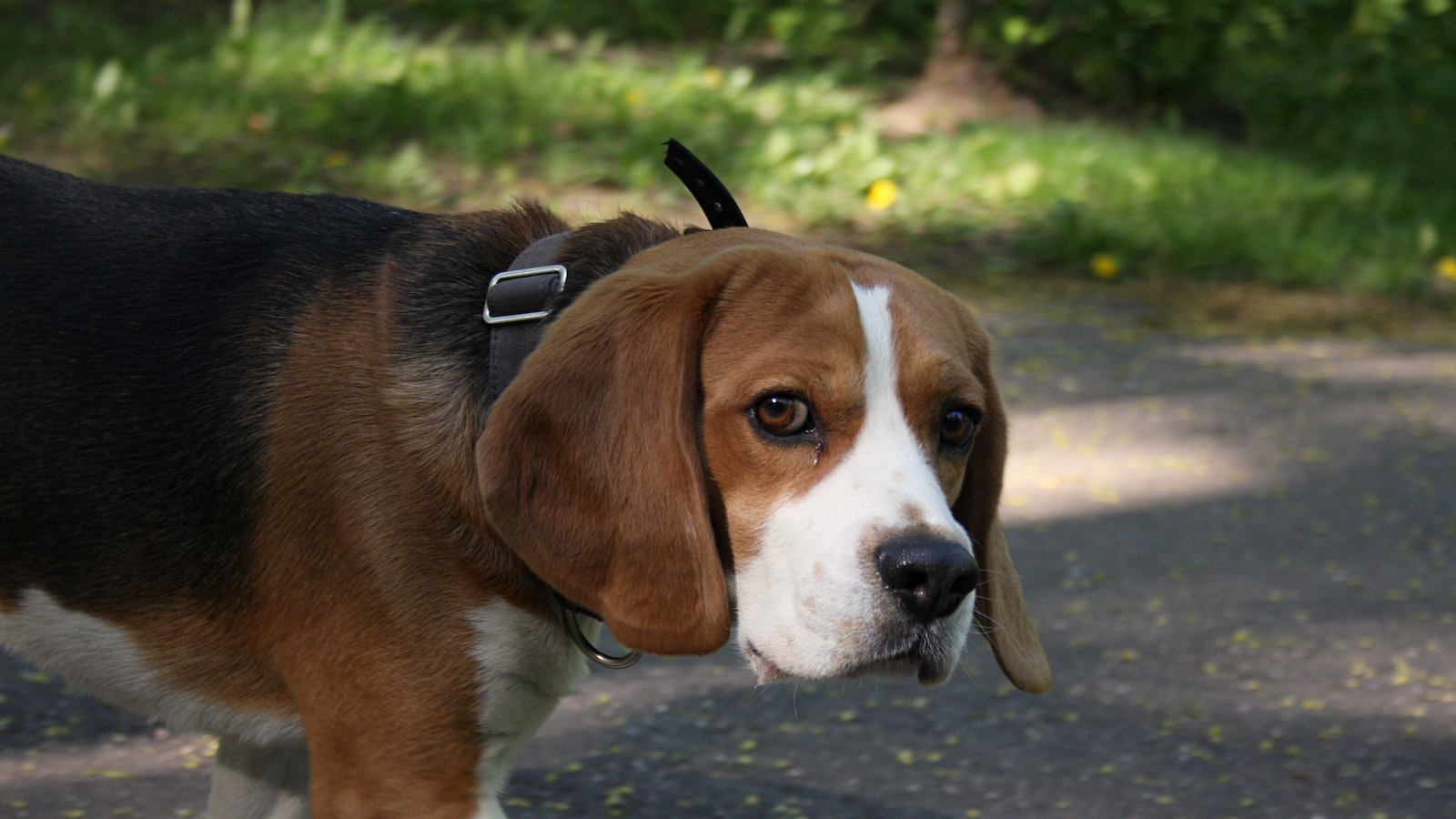 how big do beagles get full-grown