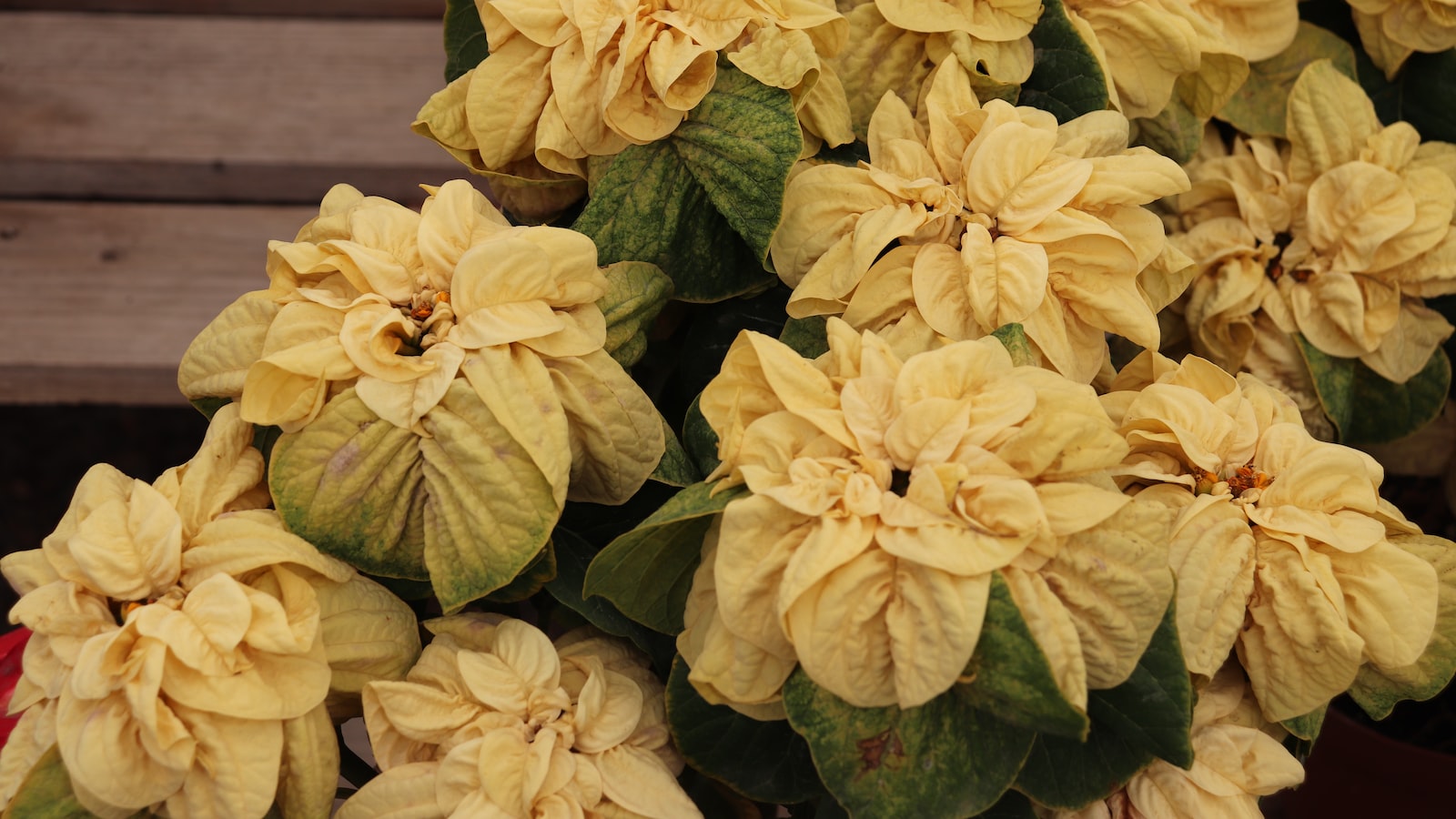 how often to water poinsettias in pots