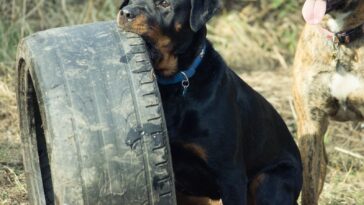 what to feed a rottweiler to gain weight